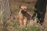 BORDER TERRIER 106